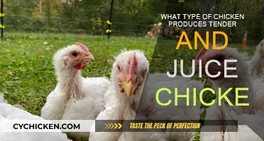 The Best Chicken Breeds for Tender, Juicy Meat