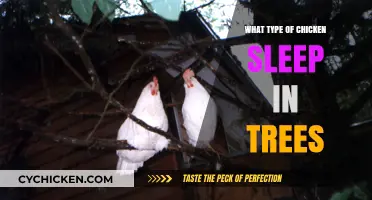 Which Chickens Sleep in Trees? Discover the Arboreal Breeds