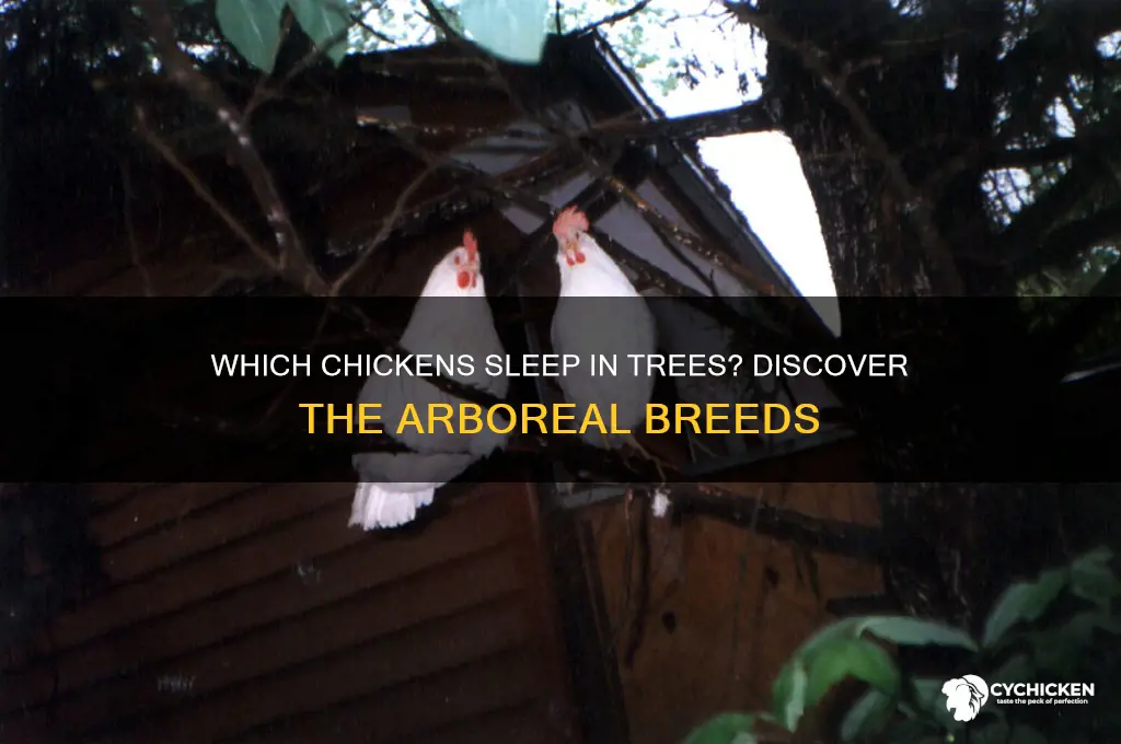 what type of chicken sleep in trees