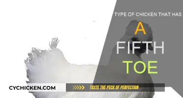 Unusual Chickens: The Mystery of the Fifth Toe