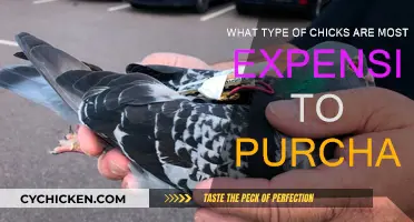 Expensive Chickens: Which Breeds Cost the Most to Buy?