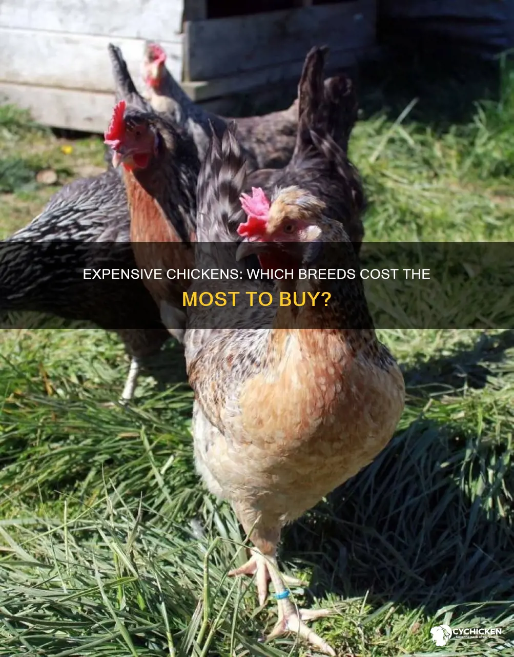 what type of chicks are most expensive to purchase