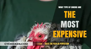 Top Rare and Priciest Chicken Breeds: A Costly Chick Guide