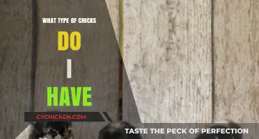 Identifying Your Flock: A Guide to Determining Chick Breeds