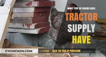 Tractor Supply's Chick Varieties: A Guide to Their Available Breeds