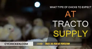 Tractor Supply Chick Guide: What to Expect