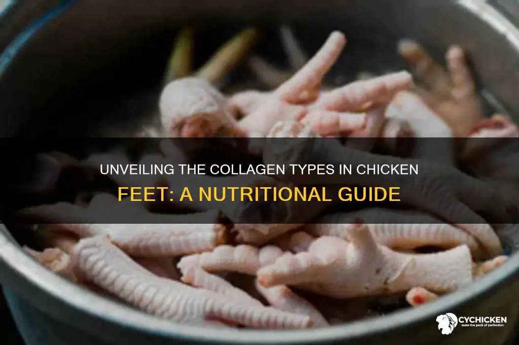 what type of collagen is in chicken feet
