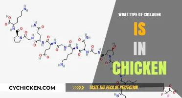 Unveiling the Collagen Types Found in Chicken: A Comprehensive Guide