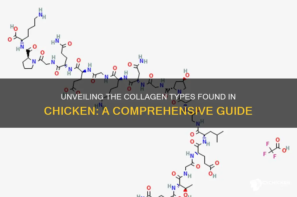 what type of collagen is in chicken
