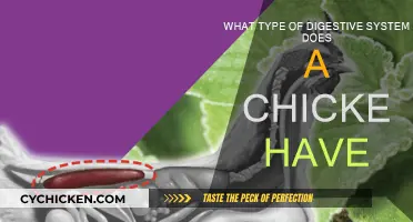 Chicken Digestive System: A Unique Anatomy