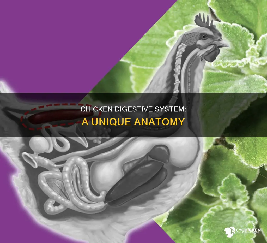 what type of digestive system does a chicken have