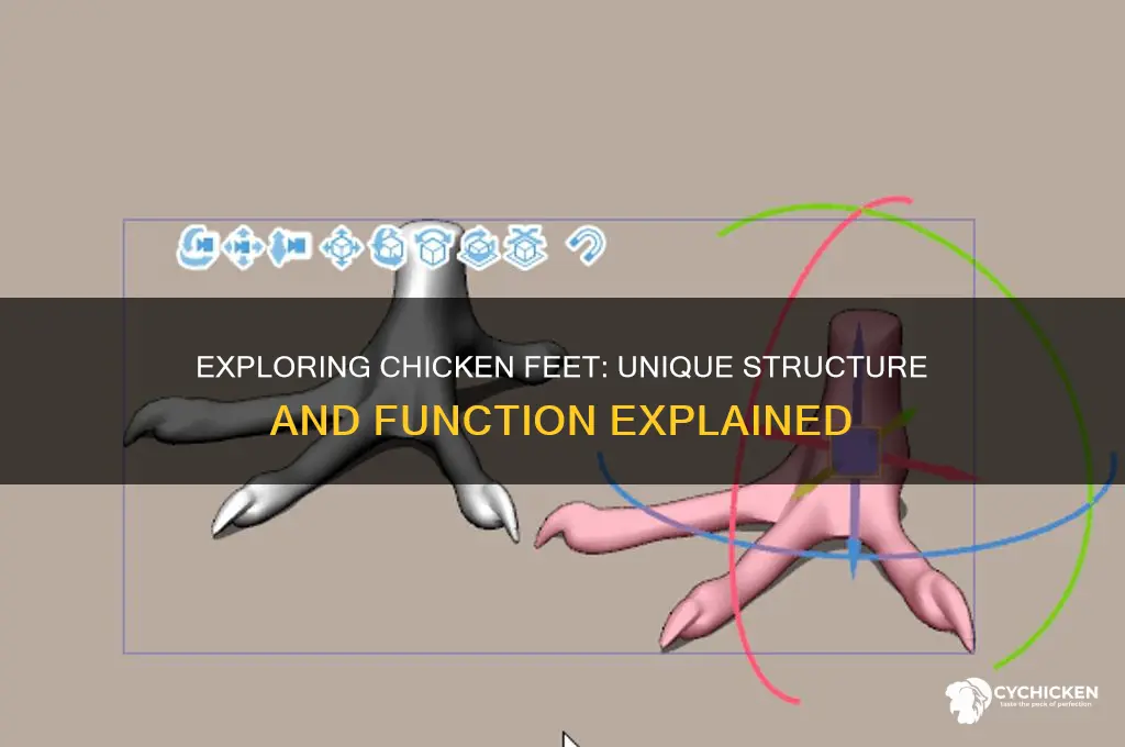 what type of feet do chicken have