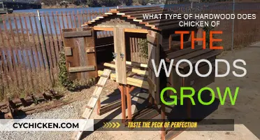 Chicken of the Woods: A Guide to Its Hardwood Habitat