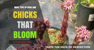 Discover Blooming Hens and Chicks Varieties for Your Garden