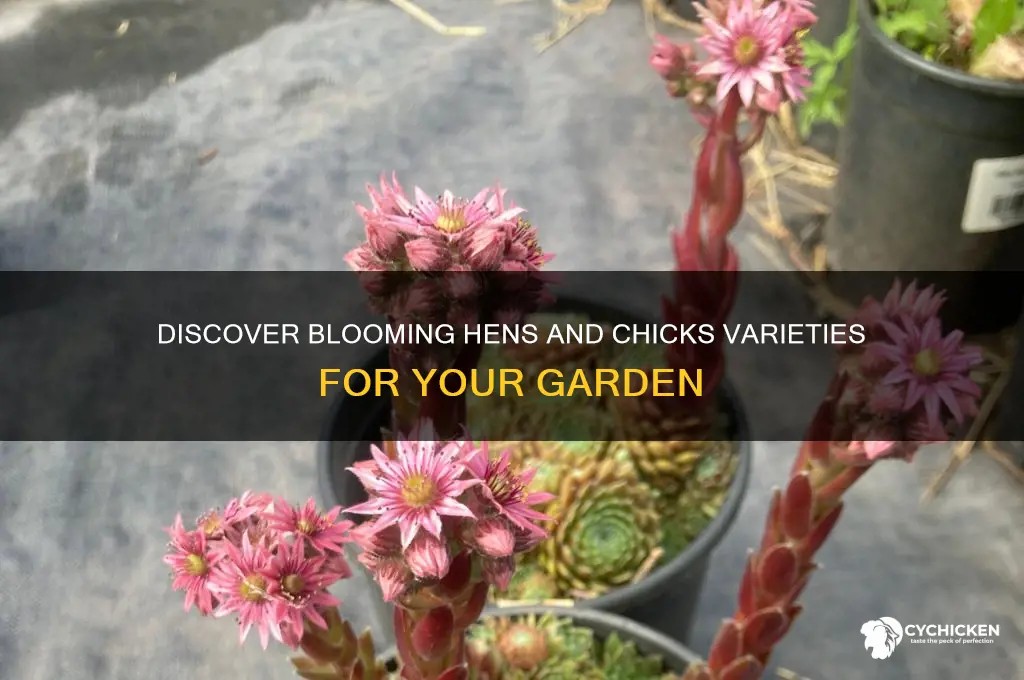 what type of hens and chicks that bloom
