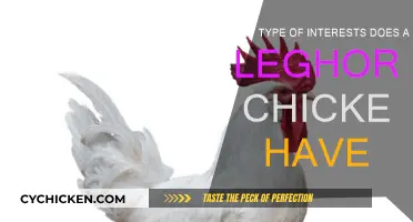 Leghorn Chicken Interests: What Do They Like?