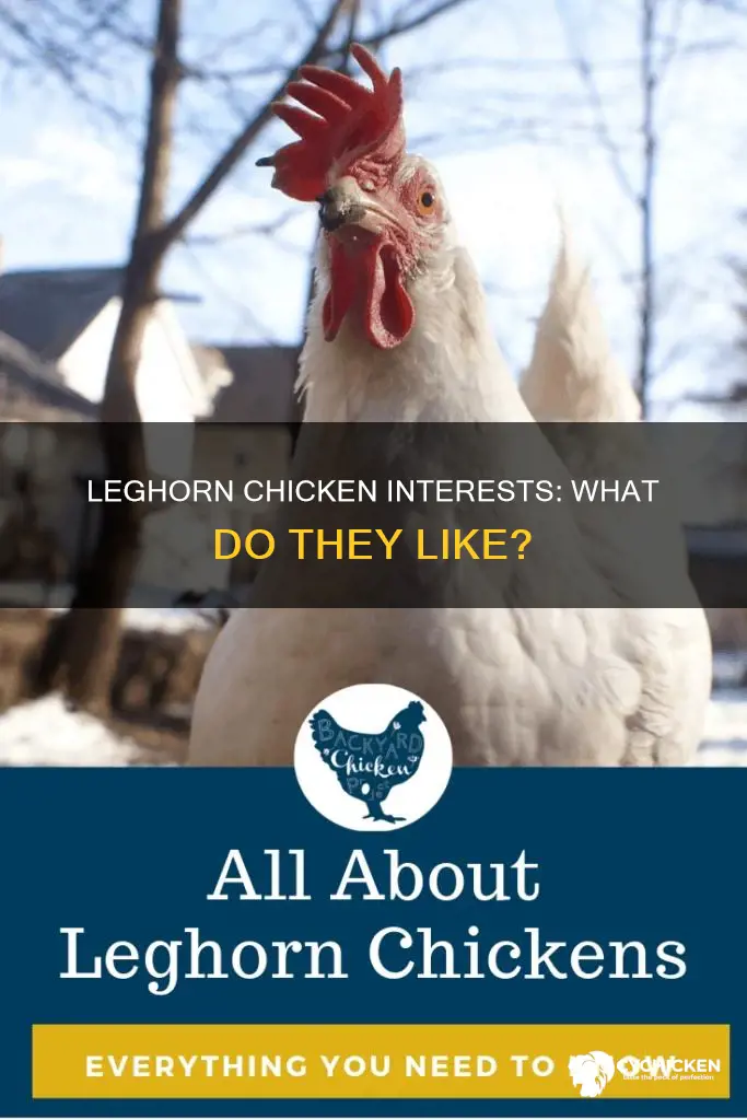 what type of interests does a leghorn chicken have