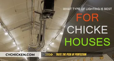 Chicken House Lighting: Best Practices for Farmers