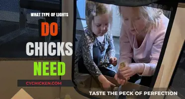 Best Lighting for Chicks: Types, Benefits, and Setup Tips