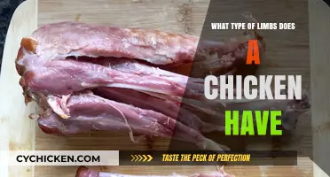 Understanding Chicken Anatomy: Exploring the Unique Limb Structure of Poultry