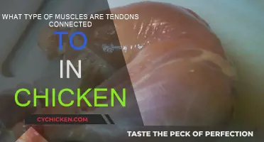 Tendons in Chickens: What Muscles Do They Connect?