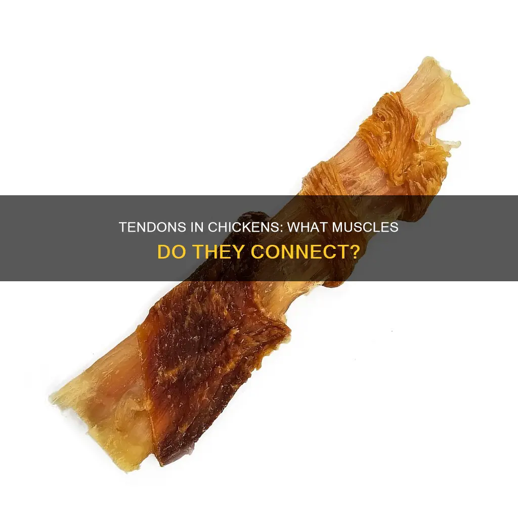 what type of muscles are tendons connected to in chicken