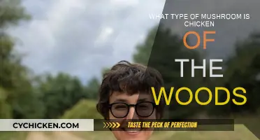 Chicken of the Woods: A Tasty Mushroom Treat