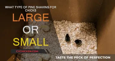 Pine Shavings for Chicks: Size Matters
