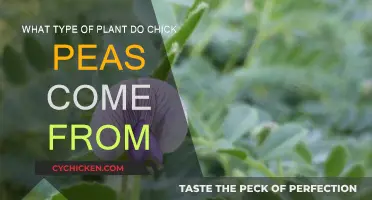 Where Do Chickpeas Come From?