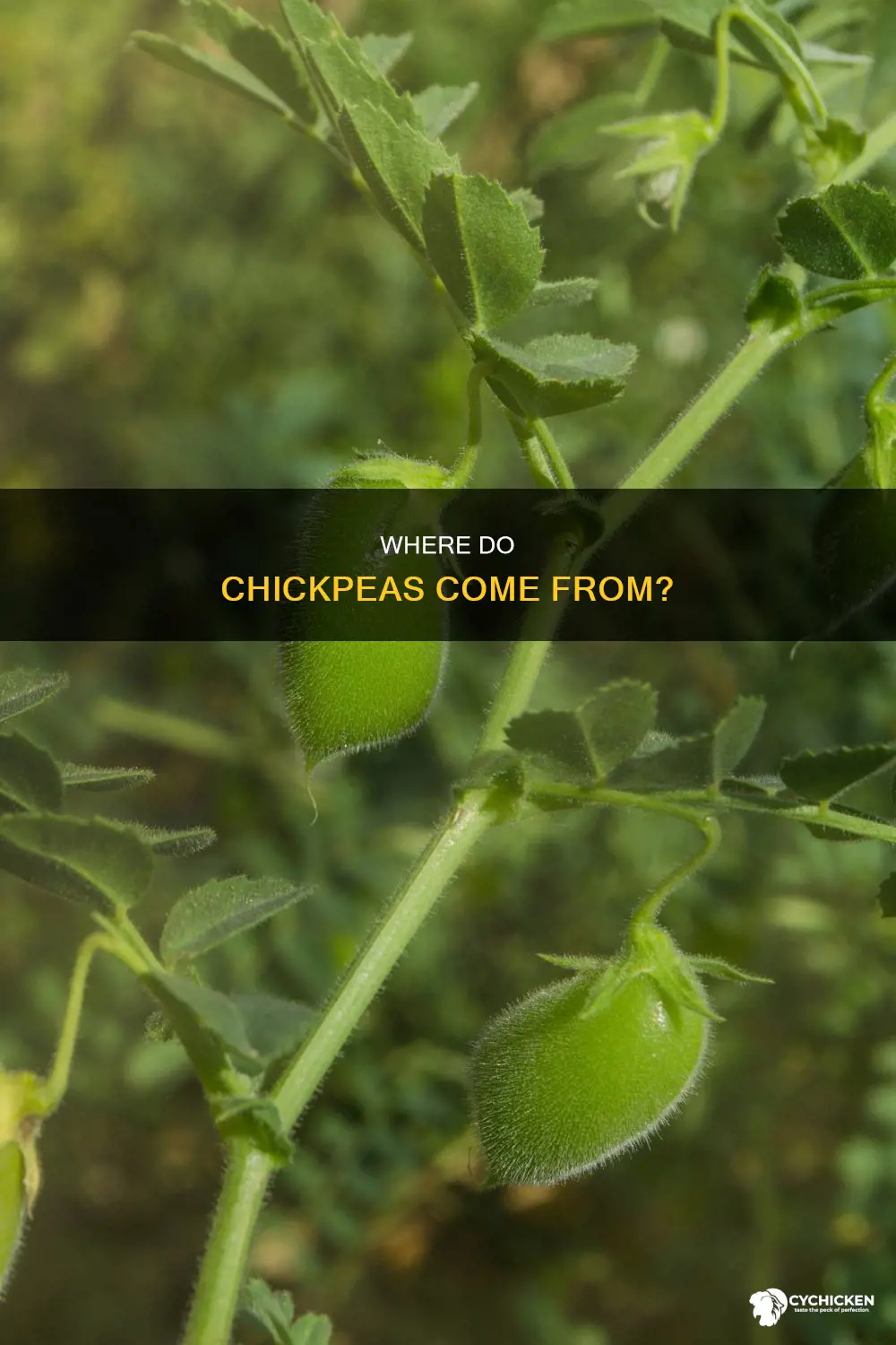 what type of plant do chick peas come from