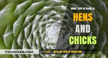 Hens and Chicks: Unveiling the Fascinating World of Sempervivum Plants