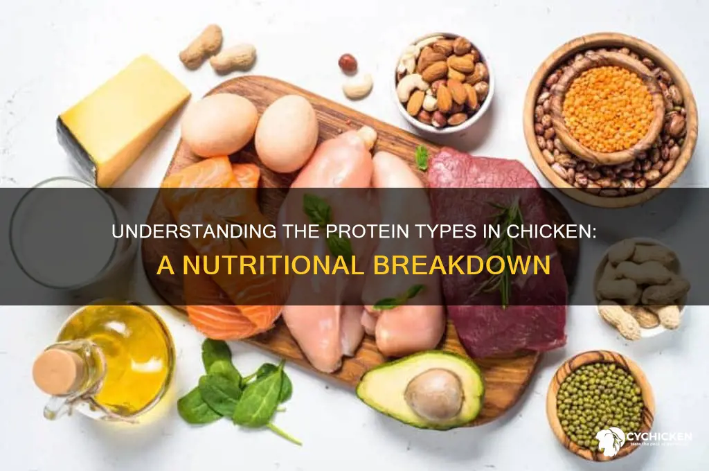 what type of protein does chicken have