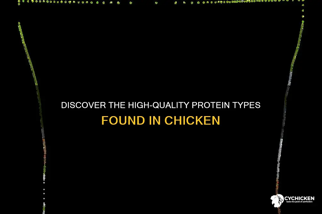 what type of protein is found in chicken