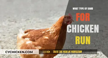Choosing the Best Sand for Your Chicken Run: A Guide