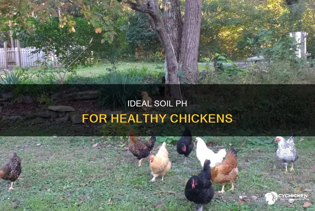 what type of soil ph is needed for chicken