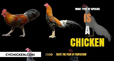 Understanding Chickens: Classification, Characteristics, and Species Insights