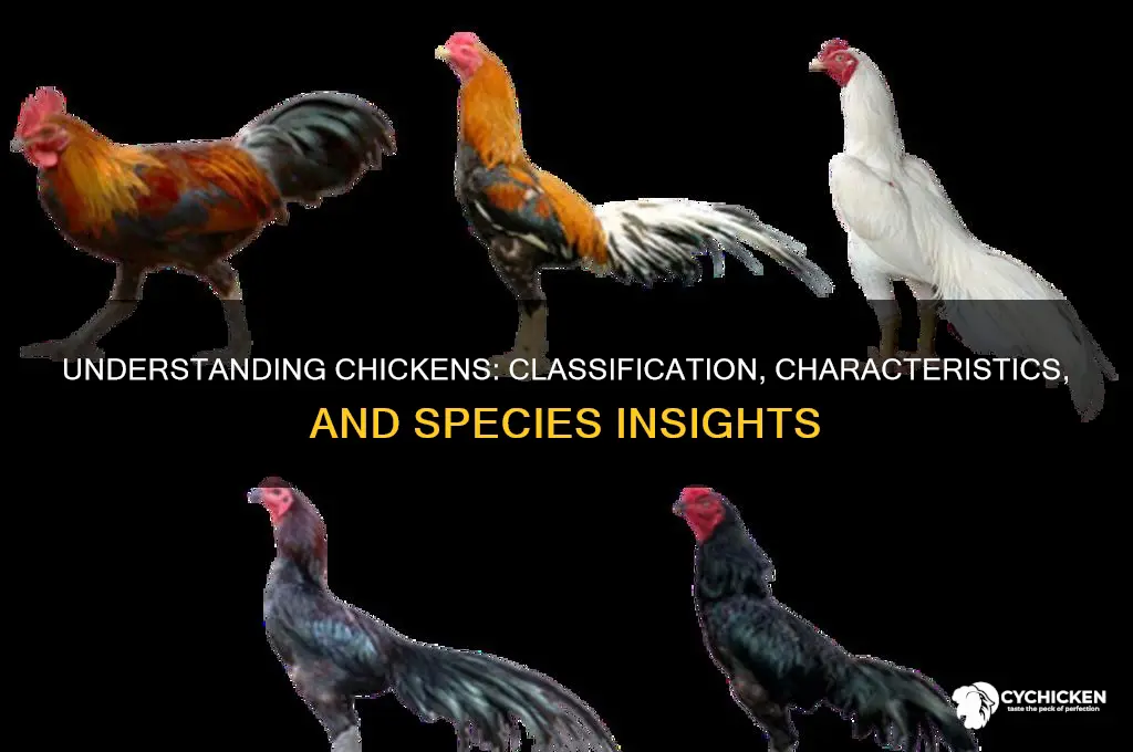 what type of species is a chicken