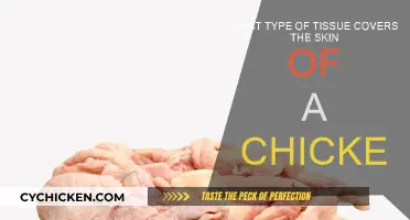 Chicken Skin: What Tissue Covers It?