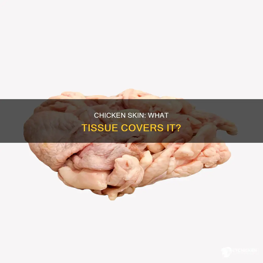 what type of tissue covers the skin of a chicken
