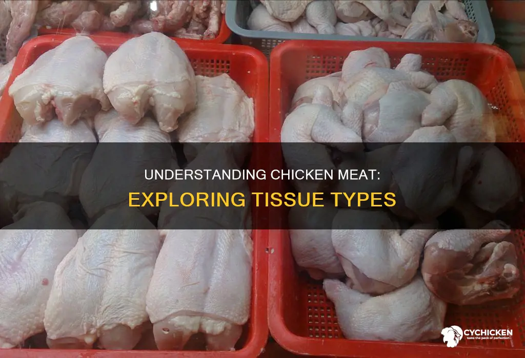 what type of tissue is the meat of the chicken
