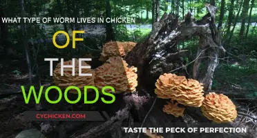 Chicken of the Woods: Home to Many Worms