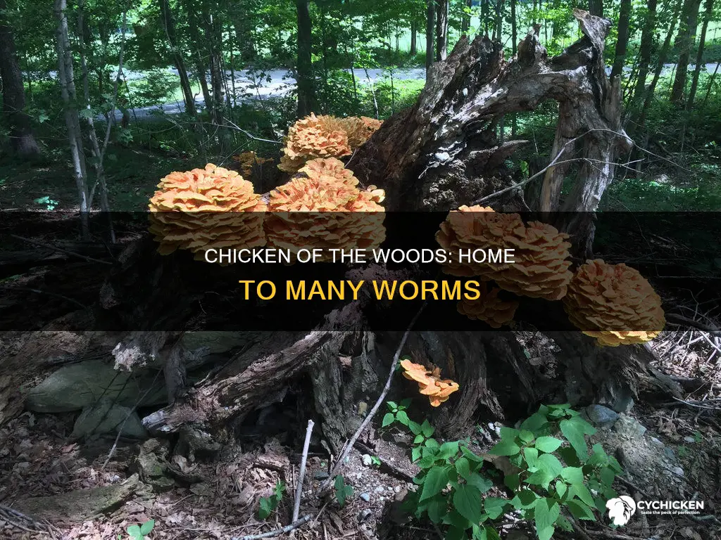 what type of worm lives in chicken of the woods