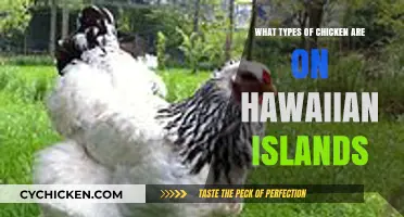 Exploring the Unique Chicken Breeds of Hawaii's Tropical Islands