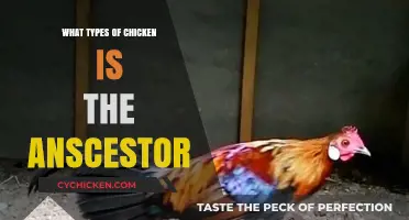Unveiling the Ancient Roots: The Wild Ancestor of Domestic Chickens