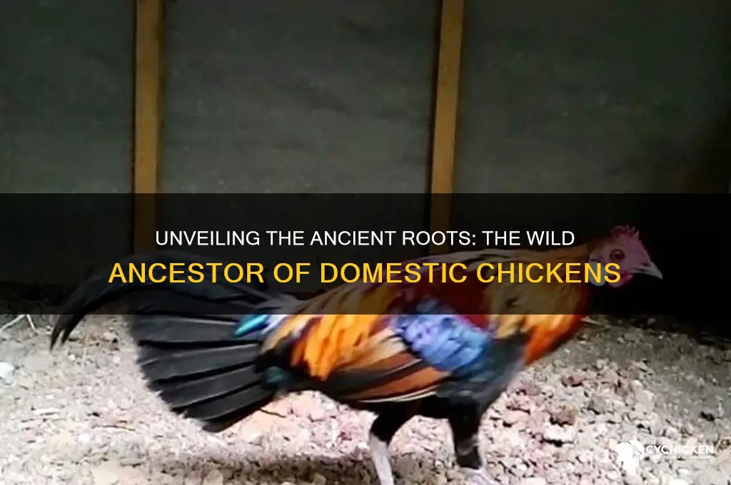 what types of chicken is the anscestor