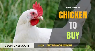 Choosing the Perfect Chicken: Types, Benefits, and Buying Tips
