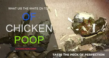 Chicken Poop 101: What's the White Stuff?