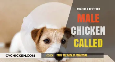 Neutered Male Chicken: Understanding the Term and Its Implications