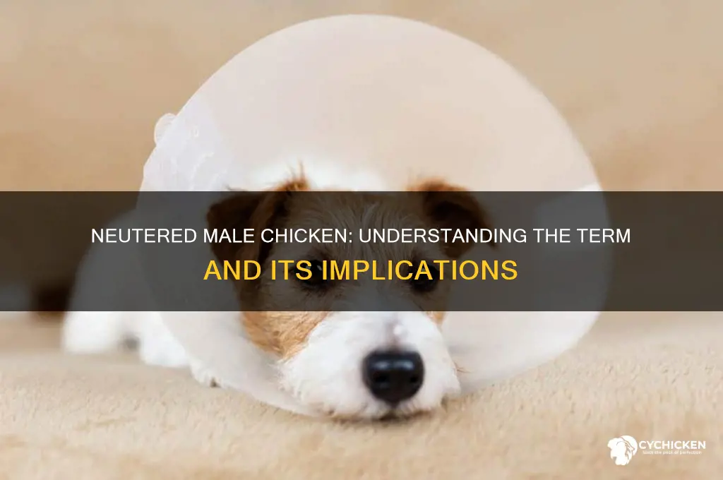what us a neutered male chicken called
