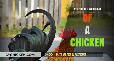 Understanding the Typical Lifespan: What's the Average Age of a Chicken?